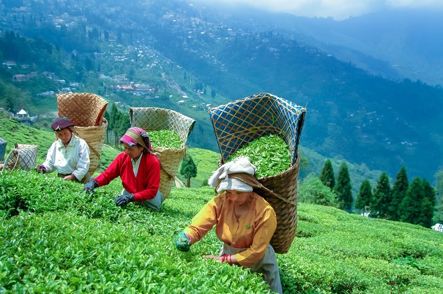 Darjeeling Scenic Explorer