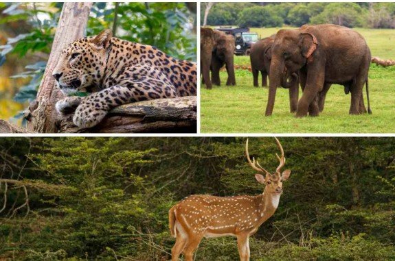 Wild Sri Lanka Discovery Escape